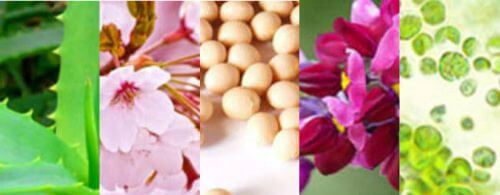 アロエ、桜、大豆、葛、クロレラの写真