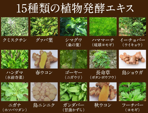 15種類の琉球野草の画像